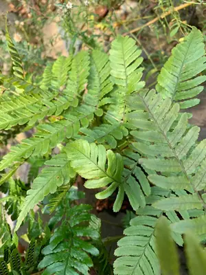 Autumn Fern (Dryopteris erythrosora) - real photo