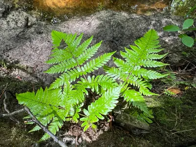 Autumn Fern (Dryopteris erythrosora) - real photo