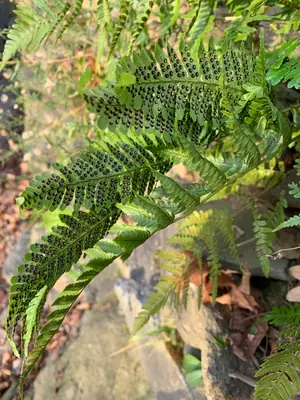 Autumn Fern (Dryopteris erythrosora) - real photo