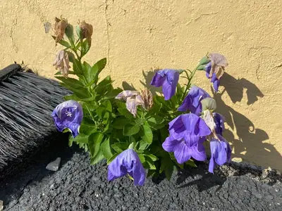 Balloon Flower (Platycodon) - real photo