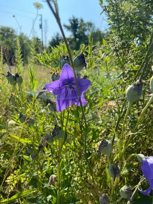 Balloon Flower (Platycodon) - real photo