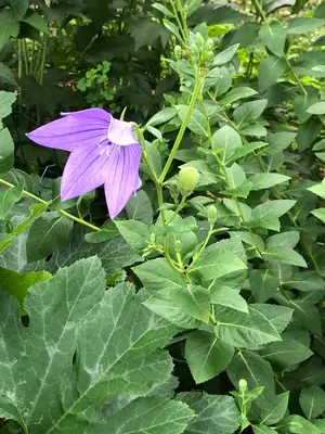 Balloon Flower (Platycodon) - real photo