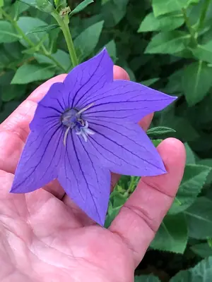 Balloon Flower (Platycodon) - real photo