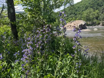 False Indigo (Baptisia) - real photo