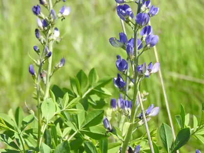 False Indigo (Baptisia) - real photo