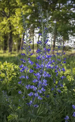 False Indigo (Baptisia) - real photo