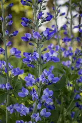False Indigo (Baptisia) - real photo