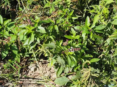 Basil (Ocimum basilicum) - real photo