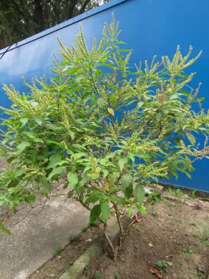 Basil (Ocimum basilicum) - real photo