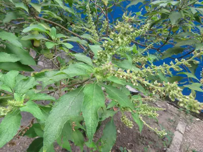 Basil (Ocimum basilicum) - real photo