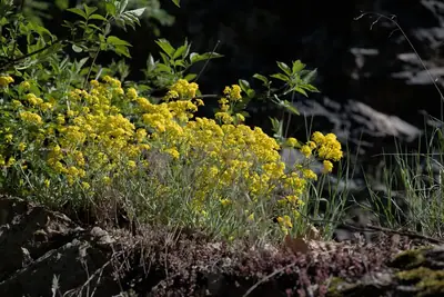 Basket of Gold (Aurinia saxatilis) - real photo