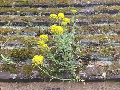 Basket of Gold (Aurinia saxatilis) - real photo