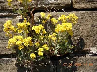 Basket of Gold (Aurinia saxatilis) - real photo