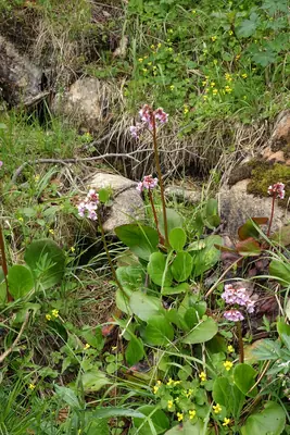 Bergenia - real photo