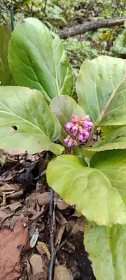 Bergenia - real photo