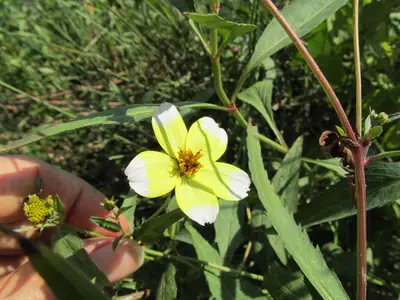 Bidens (Bidens ferulifolia) - real photo