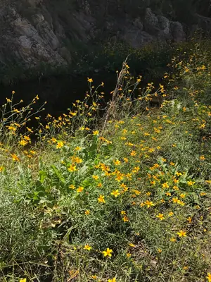 Bidens (Bidens ferulifolia) - real photo