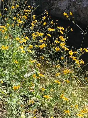 Bidens (Bidens ferulifolia) - real photo