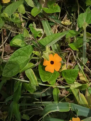 Black-Eyed Susan Vine (Thunbergia alata) - real photo