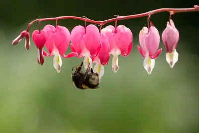 Bleeding Heart (Lamprocapnos spectabilis) - real photo