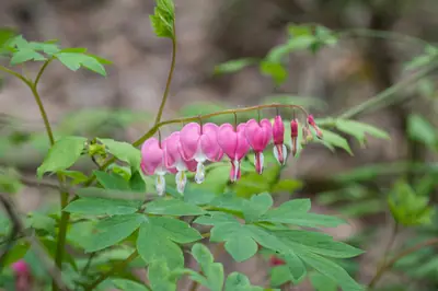Bleeding Heart (Lamprocapnos spectabilis) - real photo