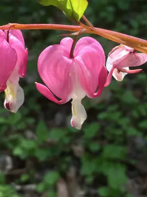 Bleeding Heart (Lamprocapnos spectabilis) - real photo