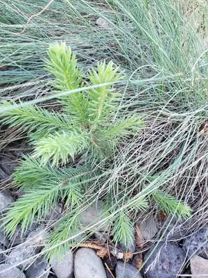 Colorado Blue Spruce (Picea pungens) - real photo