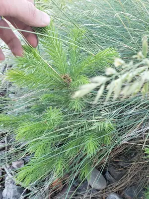 Colorado Blue Spruce (Picea pungens) - real photo