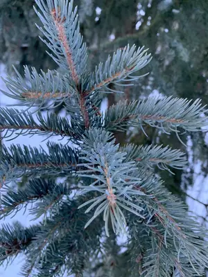 Colorado Blue Spruce (Picea pungens) - real photo