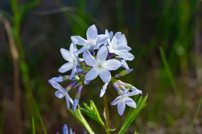 Bluestar (Amsonia) - real photo