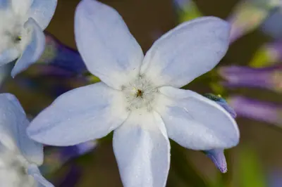 Bluestar (Amsonia) - real photo