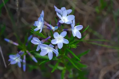 Bluestar (Amsonia) - real photo