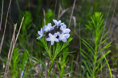 Bluestar (Amsonia) - real photo