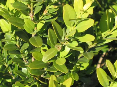Boxwood (Buxus) - real photo