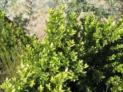 Boxwood (Buxus) - real photo