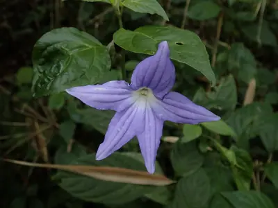 Browallia (Browallia speciosa) - real photo