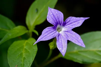 Browallia (Browallia speciosa) - real photo