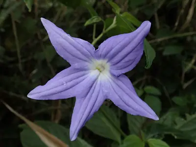 Browallia (Browallia speciosa) - real photo