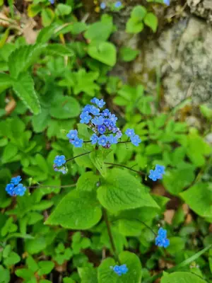 Brunnera (Brunnera macrophylla) - real photo