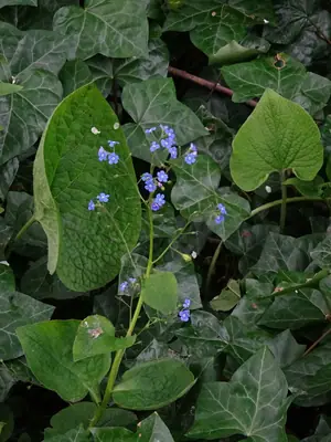 Brunnera (Brunnera macrophylla) - real photo
