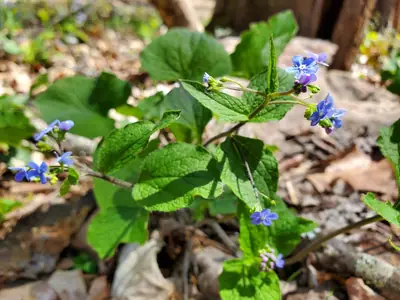 Brunnera (Brunnera macrophylla) - real photo