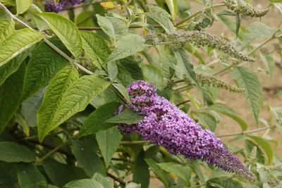 Butterfly Bush (Buddleia davidii) - real photo