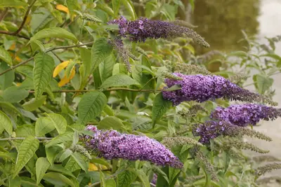 Butterfly Bush (Buddleia davidii) - real photo