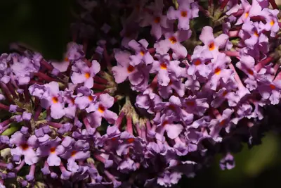 Butterfly Bush (Buddleia davidii) - real photo