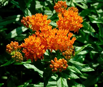 Butterfly Weed (Asclepias tuberosa) - real photo