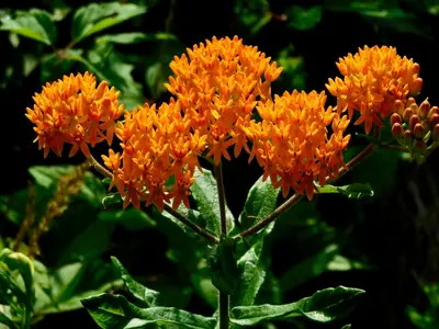 Butterfly Weed (Asclepias tuberosa) - real photo