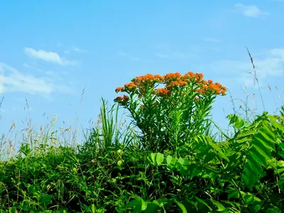 Butterfly Weed (Asclepias tuberosa) - real photo