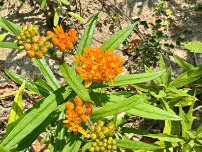 Butterfly Weed (Asclepias tuberosa) - real photo