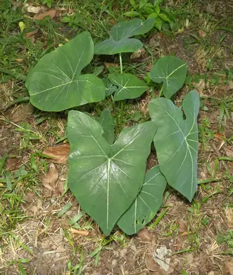Caladium - real photo
