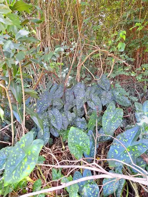Caladium - real photo